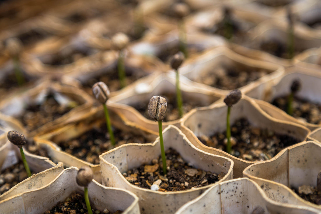 How To Compost In An Apartment: A Guide
