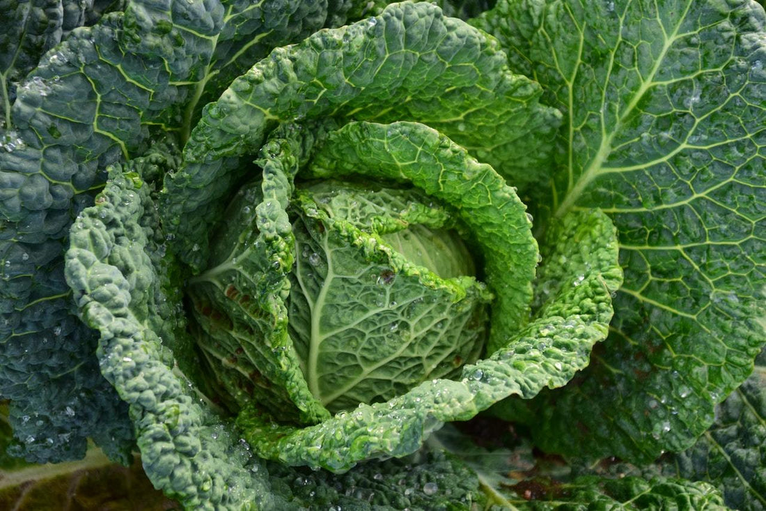 How to eat more eco-friendly